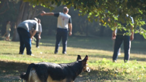 Няма случаи на бяс във Варненско