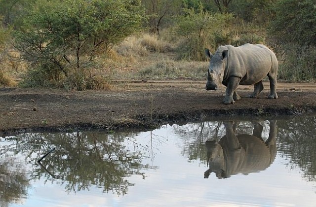 Осъдиха бракониер на 77 години затвор за лов на носорози
