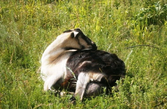Експерти обсъждат спешни мерки за предотвратяване разпространението на опасна болест