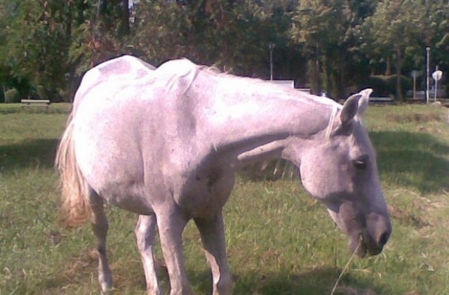 Световноизвестни коне кръстосват копита в Бургас
