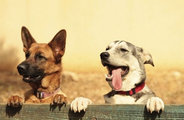 Готвят ограничение на броя на домашните любимци