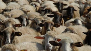 Внимание опасната болест син език прехвърли Балкана