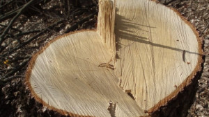 Незаконна сеч в землище на село Керека