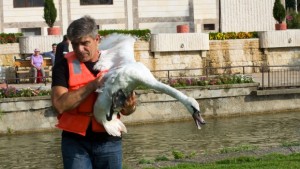 Спасиха един от лебедите в езеро Загорка от омотана корда