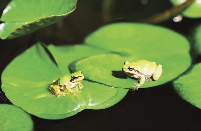В Индия се състоя шестчасова венчавка на две жаби