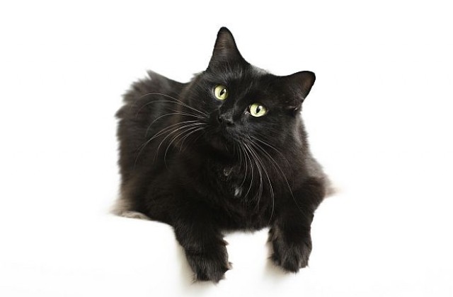 Стопани изоставят черните си котки, не изглеждали добре на селфита