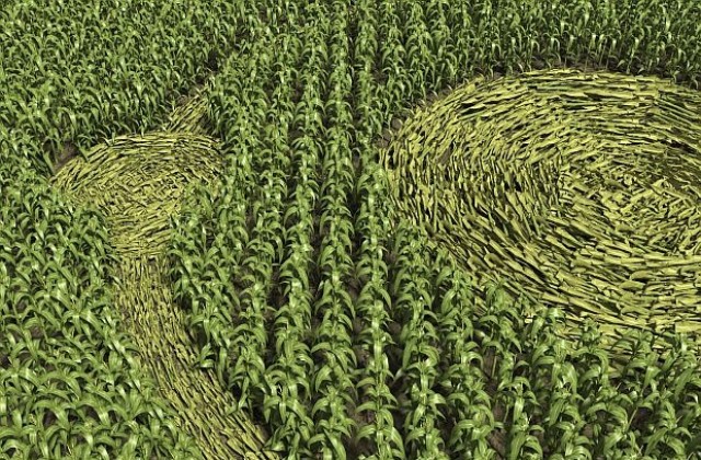 Загадъчни кръгове се появиха в германско поле с царевица