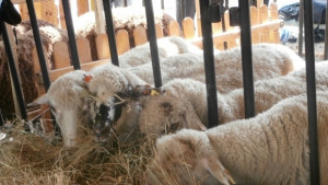 Заразата син език плъзна и в Габровска област