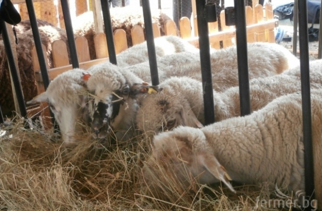 Заразата син език плъзна и в Габровска област