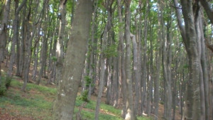 Златарица иска 500 000 евро за електронна система срещу горски