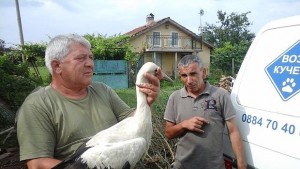 Спасиха безпомощен щъркел в Ловеч