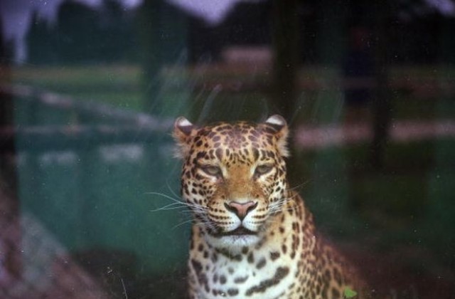 Ягуар избяга от зоопарка в Ловеч