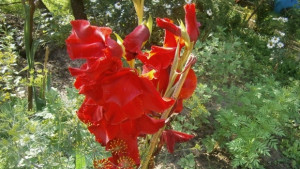 Слънчево до обед след това купеста облачност и локални валежи