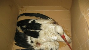 Спасиха щъркели в безпомощно състояние