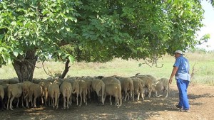 Русия ограничава вноса на живи животни от България