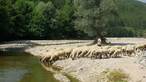 Фермерите се опасяват от фалити заради болестта син език