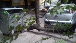 Счупен клон нанесе щети на два автомобила