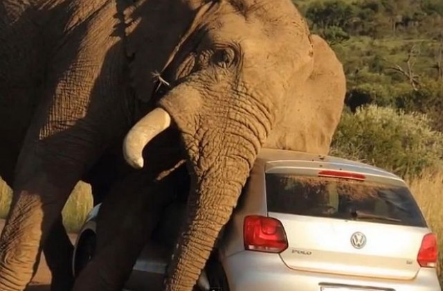 Слон използва фолксваген, за да си почеше корема