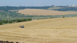 Очакват достатъчно добра реколта пшеница въпреки проблемите