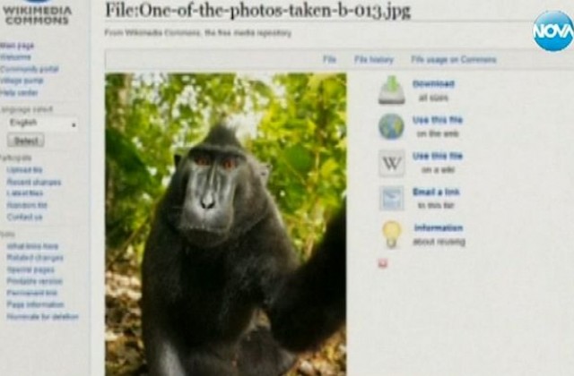 Селфи на маймуна предизвика спор за авторски права