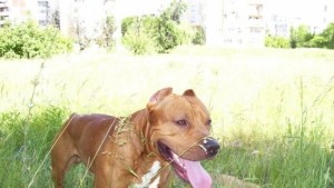 Питбул нападна русенец след забележка към собственика му