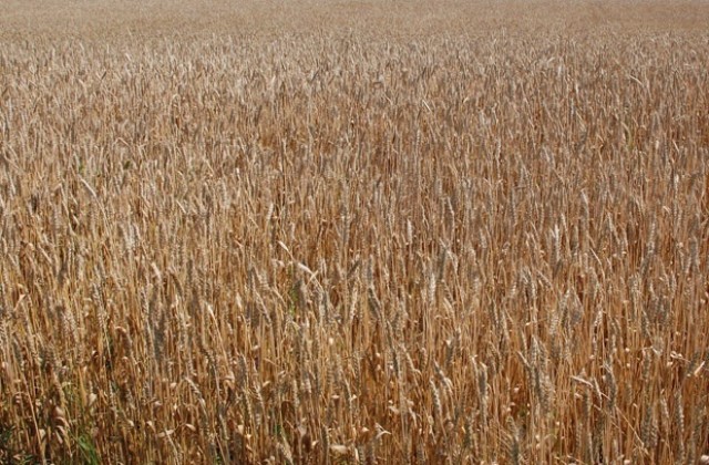 Жътвата в Павликенско приключи със средни добиви от 460 кг/дка