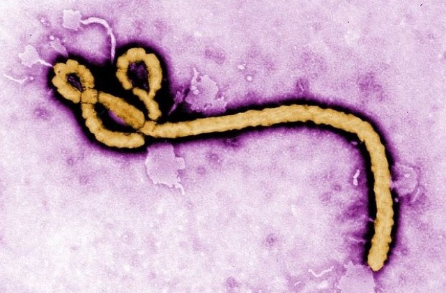 Zmapp - обещаващо експериментално лекарство против Ебола