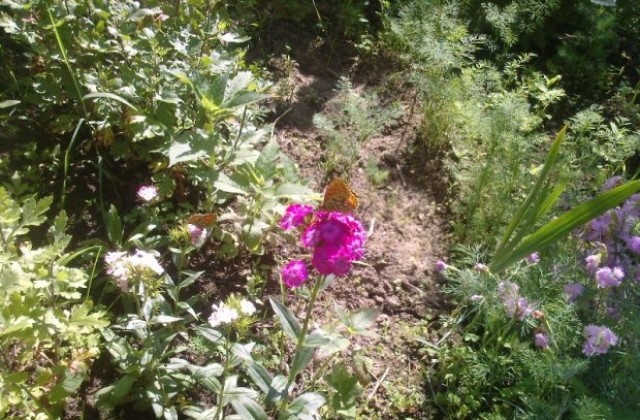 Лятото е в разгара си, слънчево и топло, по-късно през деня заоблачаване