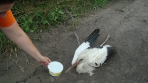 Отлитащи щъркели станали жертва на електричество алармират природозащитници