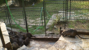 Нутрия беглец ще обогатява генофонда на популацията в старозагорския зоопарк