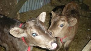 Забраниха пазари изложби и свободно движение на преживни животни