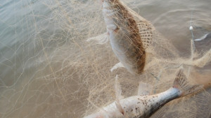 210 метра бракониерски мрежи намериха в яз Александър Стамболийски