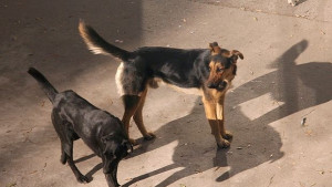 Цял квартал пропищя от агресивни домашни кучета