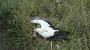 След случая с измрелите щъркели връчиха предписание на Енерго Про