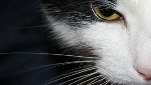 Огнеборци спасиха заклещена в шахта котка