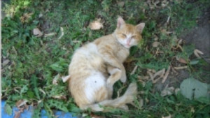 Деца изболи очите на малки котета чиновник избивал улични животни