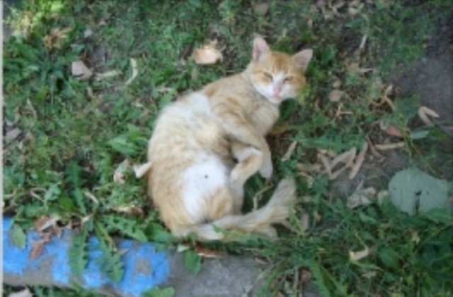 Деца изболи очите на малки котета, чиновник избивал улични животни