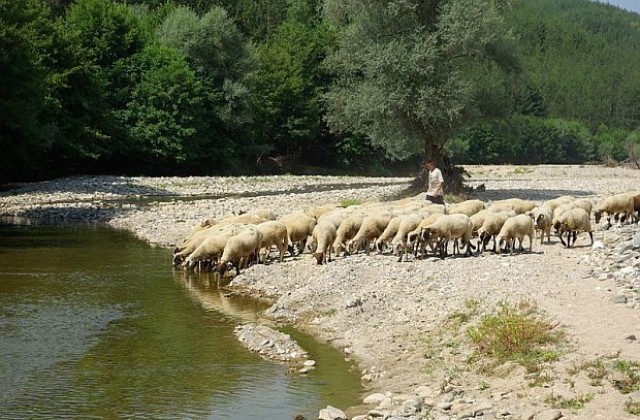 Създадоха кризисен щаб за болестта син език към земеделското министерство