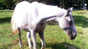Съставиха актове на собственици на коне във Владиславово