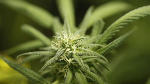 Задържаха 43годишна жена отглеждала 109 кг марихуана