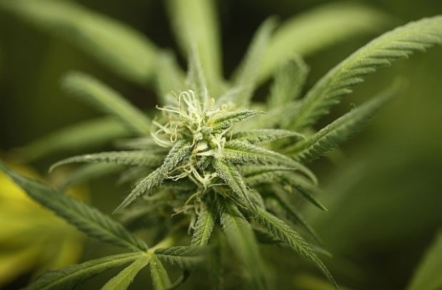 Задържаха 43-годишна жена, отглеждала 109 кг марихуана