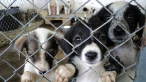 Общинският приют в Стара Загора насърчава осиновяването