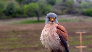 Първият див мъжки от белошипи ветрушки в с Левка получи