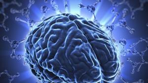 Част от мозъка остава вечно млада