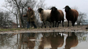 Ветеринарните лекари няма да подпишат договорите си с БАБХ