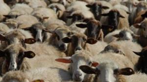 Около 680 животни в страната са умрели от син език