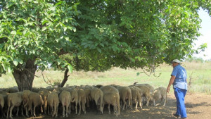 Болестта син език се разпространява много бързо