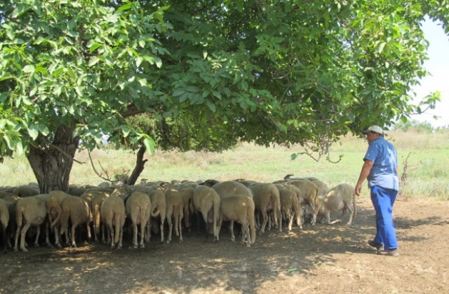 Болестта „син език” се разпространява много бързо