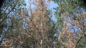 Старите гори в България стават все помалко