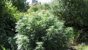 Дама от София си гледала канабис в селския двор в